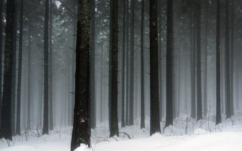 冬季，冬天的性质，树，雪，霜，冷，森林