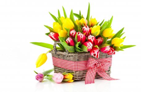 鲜花，篮子，郁金香，白色背景，用8Mart