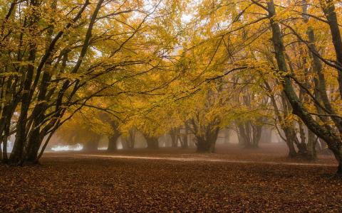秋天，树木，美女，雾