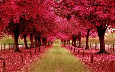 粉红色，树木，道路，栅栏，路径，颜色
