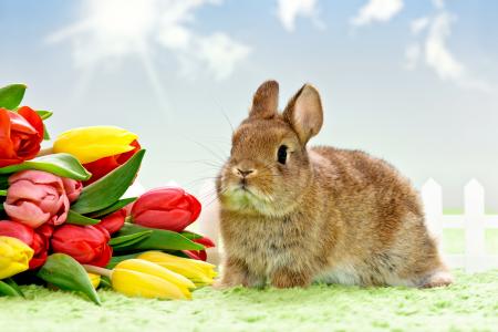 复活节，郁金香，鸡蛋，鲜花