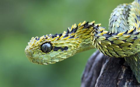 蛇，眼睛