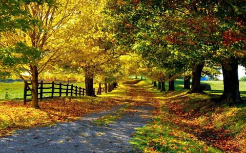 围栏，树，叶子，秋天，胡同，路，性质