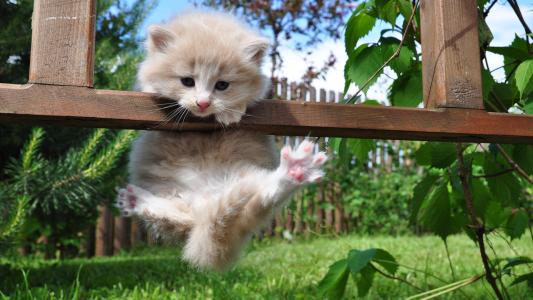 一只漂亮的小猫，奇迹般地爬上了一个木横梁，为一只猫收费
