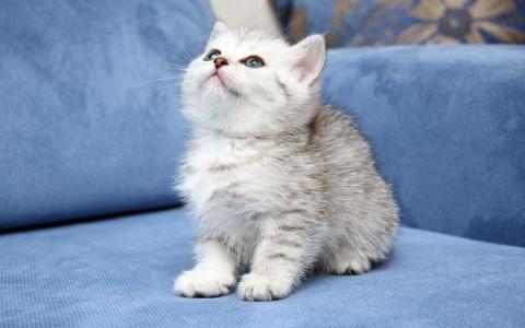 白色的小猫，沙发，看