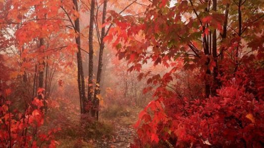 性质，秋季，公园，树木，灌木，雾，路径