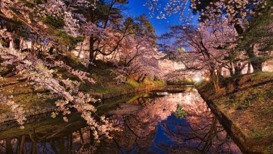 日本，公园，海岸，灯，运河，水，晚上，弘前，樱花，春天，盛开
