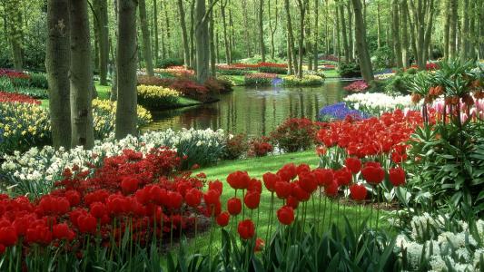 郁金香，池塘，库肯霍夫花园，花园kejkenhof，荷兰