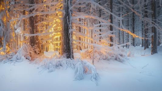 自然，冬天，雪，森林，树木