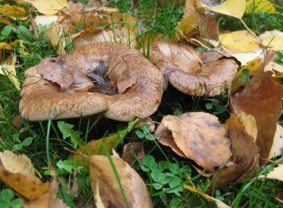 蘑菇，落叶，草，秋天