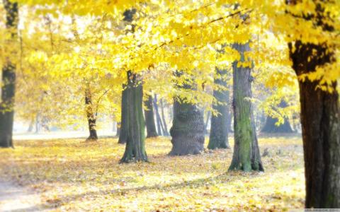许多光线，金色的秋天，叶子里的树木