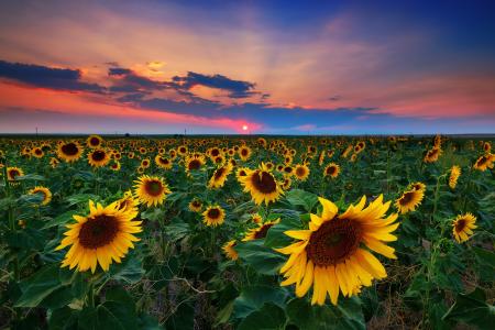 自然，夏天，领域，向日葵，乌克兰，天空，日落，太阳，云