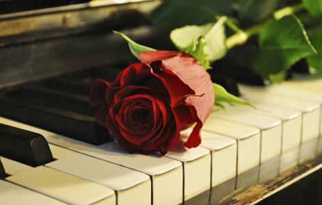 音乐，钢琴，红色，玫瑰