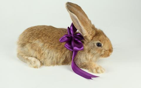 礼物兔子，沙色，紫色蝴蝶结