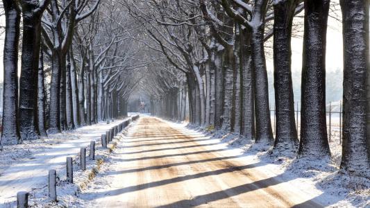 冬天，树木，雪，路径，山，路
