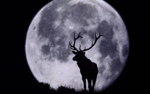 鹿，侧影，晚上，月亮，天空，森林