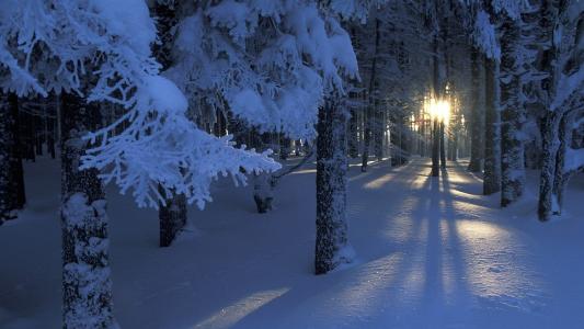 冬天，雪，森林，树木，树枝，太阳，光辉，光