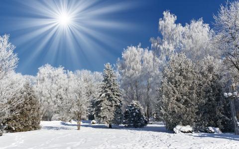 森林，自然，树木，雪，冬天，太阳，白霜