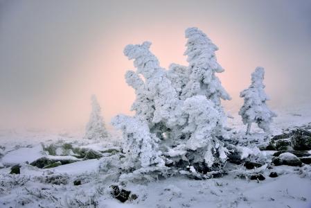 冬天，树木，雪，光，Klekovkin阿列克谢
