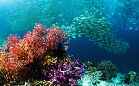 海底世界，海底，鱼，珊瑚