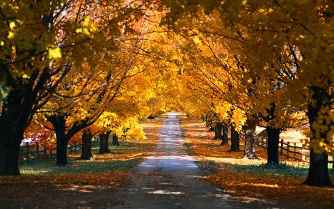 金色的秋天，胡同，树木，行列，美景