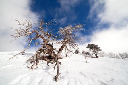 老树，天空，雪，冬天，Dombai，Piryazev Alexey