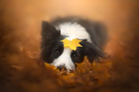 动物，狗，叶子，秋天