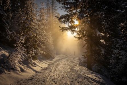 森林，雪，路，太阳