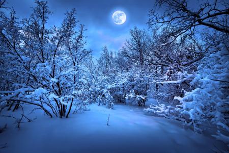 圣诞节，新年，圣诞树，魔术圣诞之夜，性质，树木，冬天，雪，圣诞快乐，新年，圣诞树，魔术圣诞之夜，大自然，树木，冬天，雪