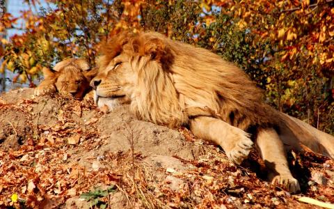 睡觉，鬃毛，狮子，狮子，冷静，放松