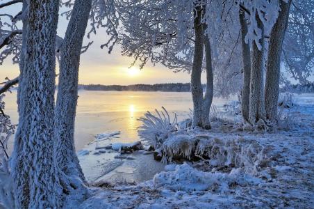 自然，冬天，雪，白霜，树，河，早晨，黎明