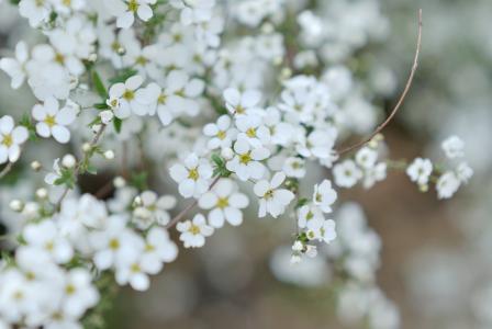 树枝，小，盛开，白，鲜花，花瓣
