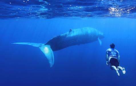 照片，水下，创意，鲸鱼