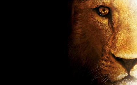 狮子，捕食者，查看，黑暗的背景