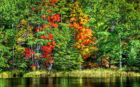 秋天，森林，湖，水，树，景观，性质