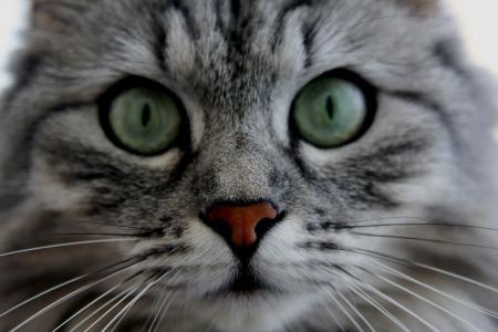 动物，猫，眼睛