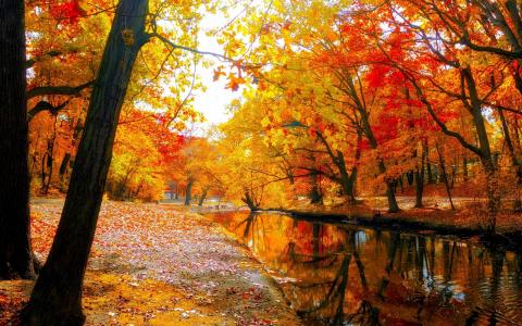 水，树，叶子，天空，秋，自然，宽屏
