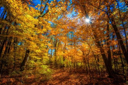 秋天，树木，森林，太阳，雷，美女，金色的秋天