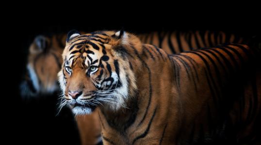老虎，捕食者，猫，黑暗的背景