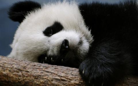 熊猫，毛茸茸的彩旗，午饭后睡觉