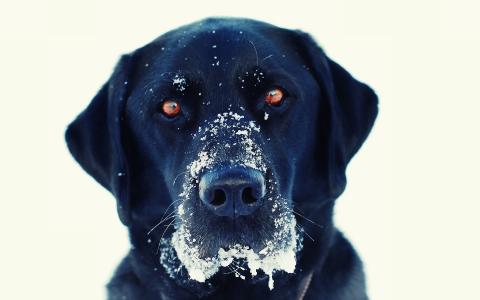 狗，拉布拉多，雪，看，有趣