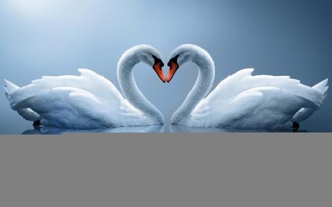白色的天鹅，夫妇，心，反思