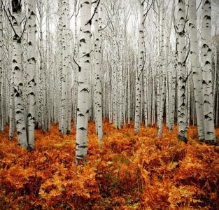 一片桦树林，没有树叶的树木，落叶在地上铺满了一片猩红色的地毯，阴云密布