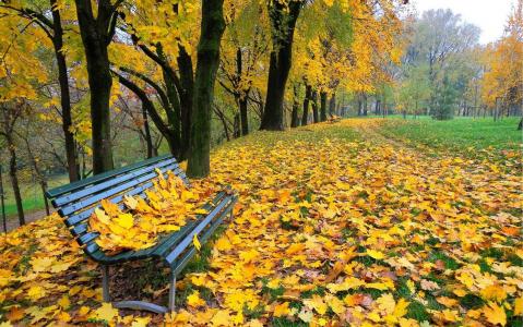公园，长凳，落叶，金色的秋天