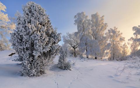 树，天空，性质，雪，冬天
