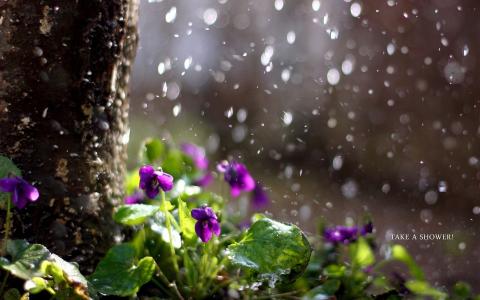 自然，鲜花，雨