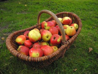 苹果，篮子，草，叶子，收获，秋天