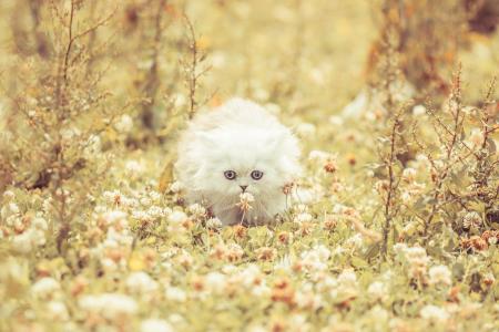 三叶草，白色，猫