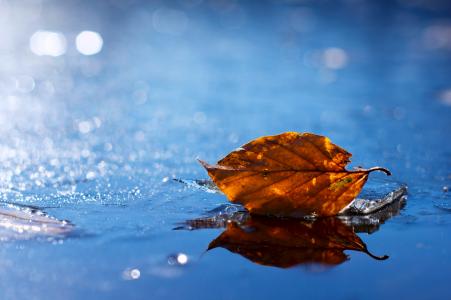 水，秋天，下降，叶，叶，秋，黄色