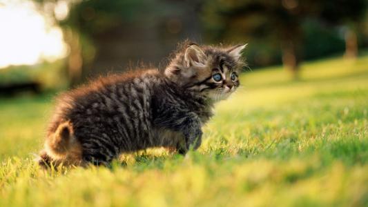 小猫，灰色，眼睛，看，草，绿色，走